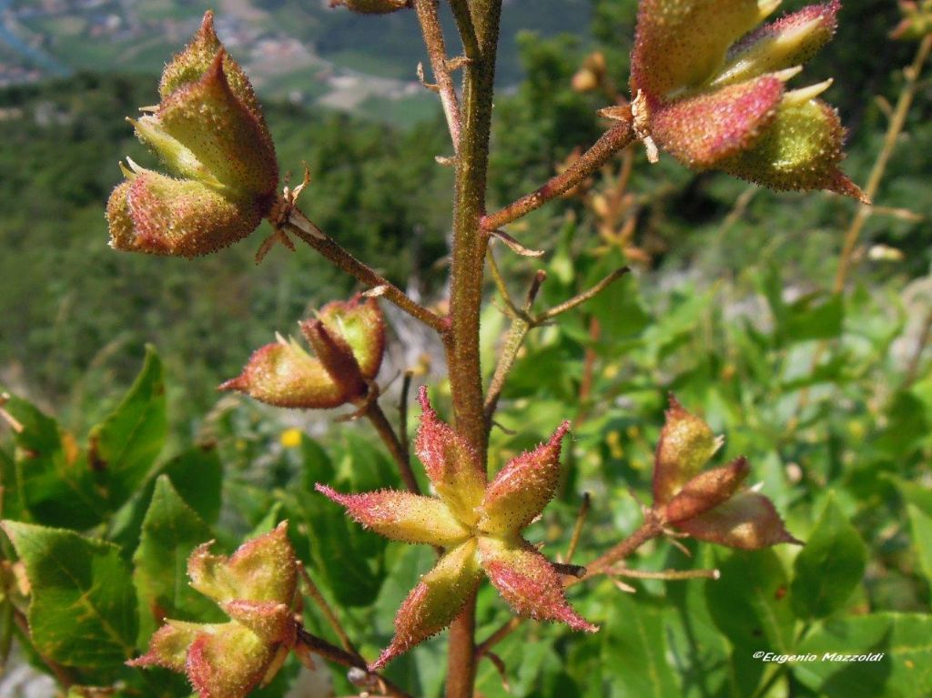Infiorescenza da determinare:   Frutti di Dictamnus albus (Rutaceae)